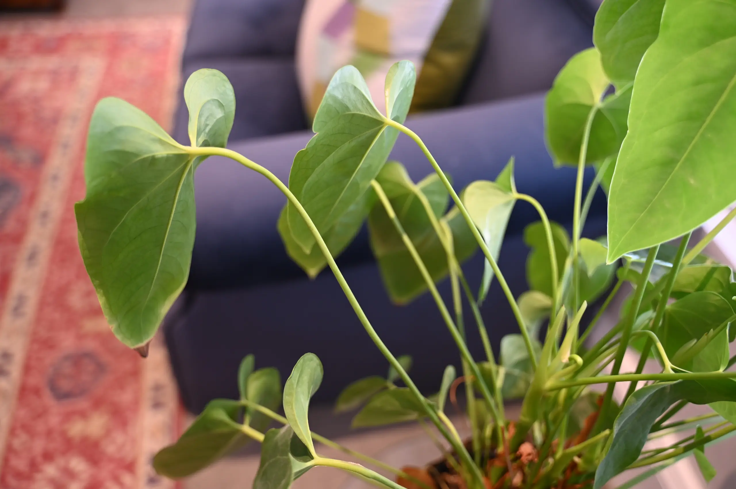 Professional clinician in a sunlit studio environment